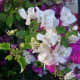 bougainvilleas