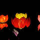 A special occasion light festival.