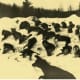 Figure 5. An entire pack of poisoned wolves.