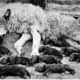 Figure 3. A mother wolf and her 10 newborn pups killed.