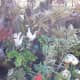 jeyahsoon-hot-spring-resort-a-tourist-spot-in-baler-aurora-philippines