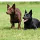 Australian Kelpie