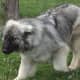 American Alsatian