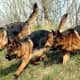 top-10-most-success-and-famous-dog-breed-creators