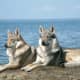 top-10-most-success-and-famous-dog-breed-creators