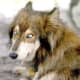 The Sulimov dog