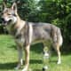 Czechoslovakian wolfdog
