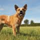 Australian Kelpie (Working Category)
