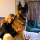 King Shepherd