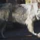 American Alsatian