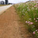 Cosmos in South Africa