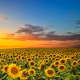 Sunflowers, agriculture, Free State, South Africa 