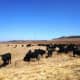 Winter. Eastern Free State (June - August)