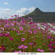 Cosmos in South Africa
