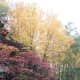 Fall colors along Sandy Creek Trail