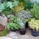 garden-herbs