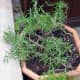 Rosemary in a flower pot.