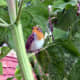 The Birds and the Bees love Sunflowers in the Garden.