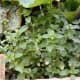 garden-herbs