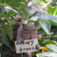 This is from an entire photoset of funny squirrel pictures.
