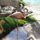 Flamingoes at the Fairmont Acapulco Princess Hotel