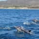 Spinner Dolphins near Cabo San Lucas