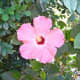 One of many beautiful pink hibiscus flowers