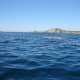 Gray Whale sighted near Sea of Cortes