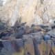 Sea Lions at Cabo San Lucas