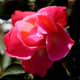 types-of-flowers