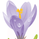 free purple crocus free flower clip art