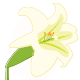 free Easter lily clip art