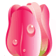 free pink tulip flower clip art