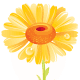 yellow daisy free flower clip art