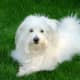 Coton de Tulear