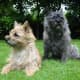 Cairn Terriers