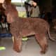 Irish Water Spaniel