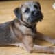 Border Terrier