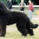 Barbet