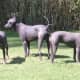 Xoloitzcuintli
