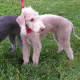 Bedlington Terriers