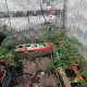 plasticbottlegreenhouse