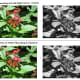 Desaturate Image