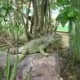 Iguana poses in natural surroundings