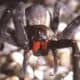 The Wandering Spider.  World's most dangerous arachnid