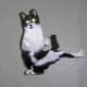and a Karate Cat!