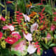Heliconia