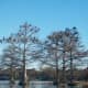 Many, many birds