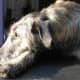 Deerhound 11