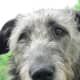 Deerhound 12